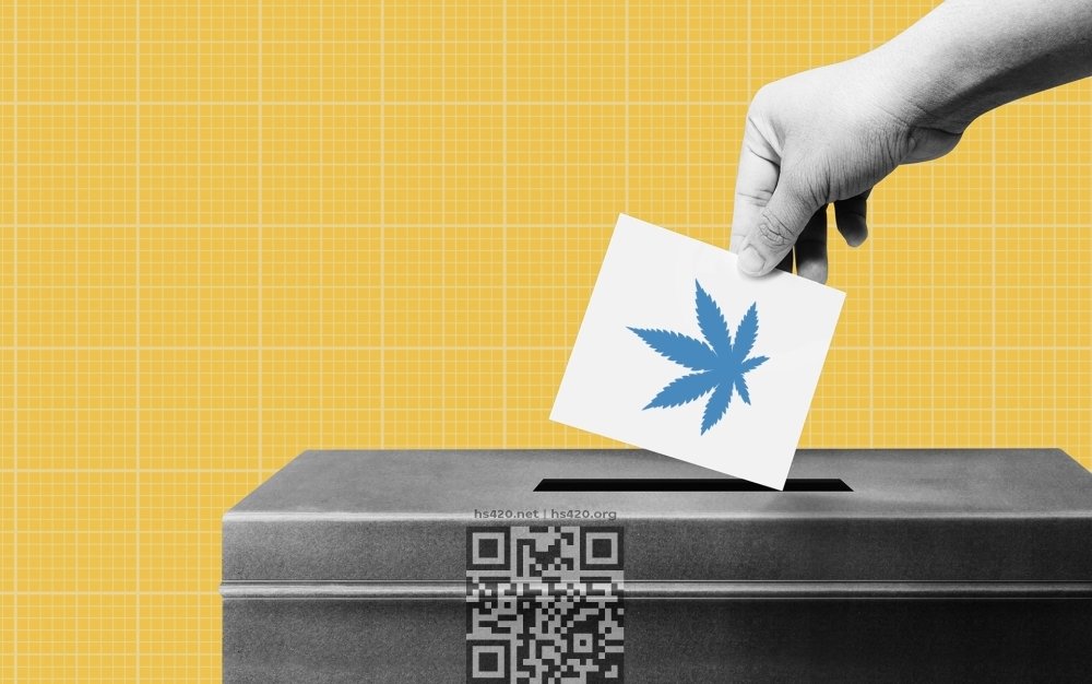 cannabis-voting.jpg