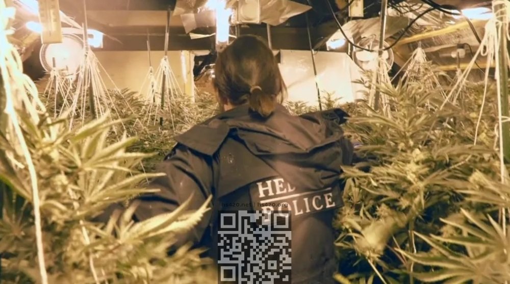 cop-in-cannabis-farm.jpg