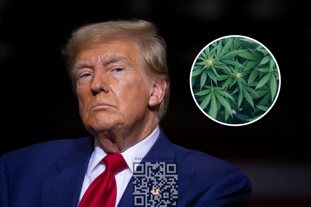 donald-trump-cannabis.png