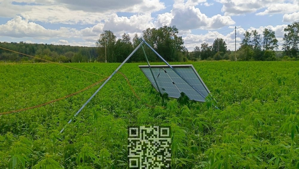 hemp-grow-experiment.jpg