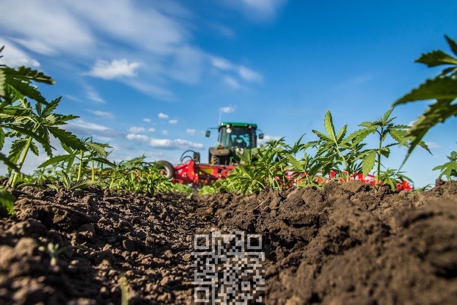 hemp-grow.jpg