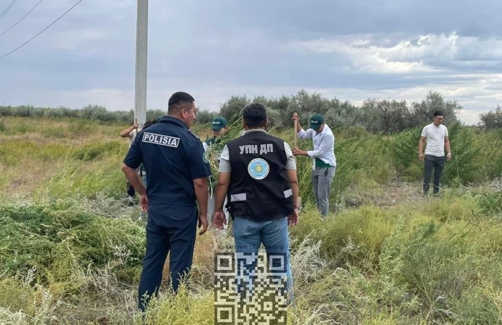kazakhstan-destroy-cannabis-grow.jpg