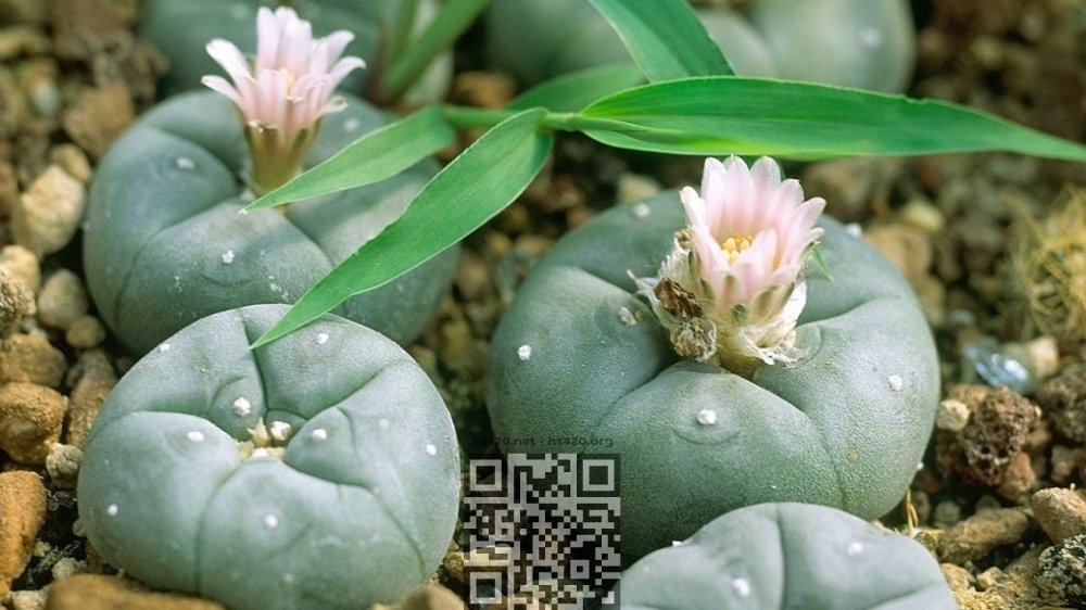 peyote-cacti.jpg