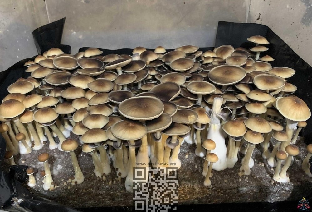 psilocybe-cubensis-blue-meanies.jpg