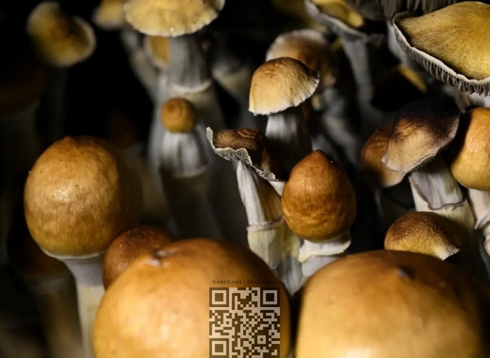 psilocybin-mushrooms-growing.jpg