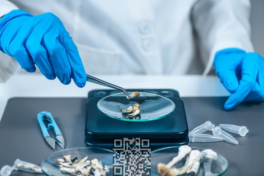 psilocybin-mushrooms-research.jpg