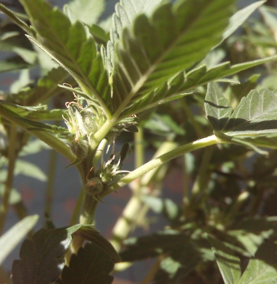 seeds.jpg.0b1dbde407d04e48212496e47b001c11.jpg