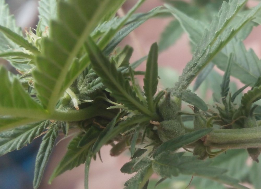 seeds_2.thumb.jpg.7bcb04fbc746d791fe81d5cf83849c4b.jpg