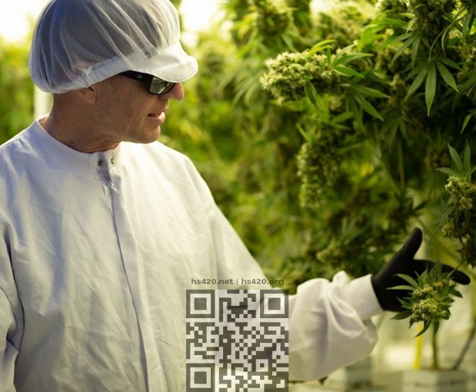 stenocare-cannabis-grow.jpg