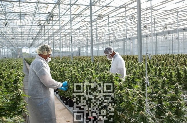 tilray-cannabis-farm.jpeg