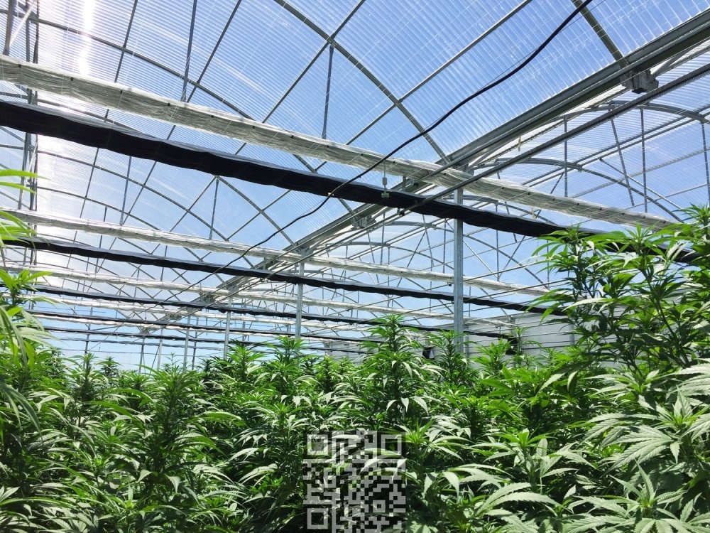 uruguay-cannabis-farm.jpg