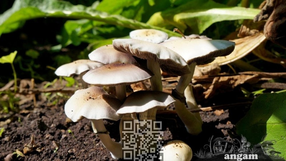 DSC04782.jpg.1c2a5b5d74f4978464fb33ae27262006.thumb.jpg.d855b33d374ea09fe4aaf6012609aefd.jpg