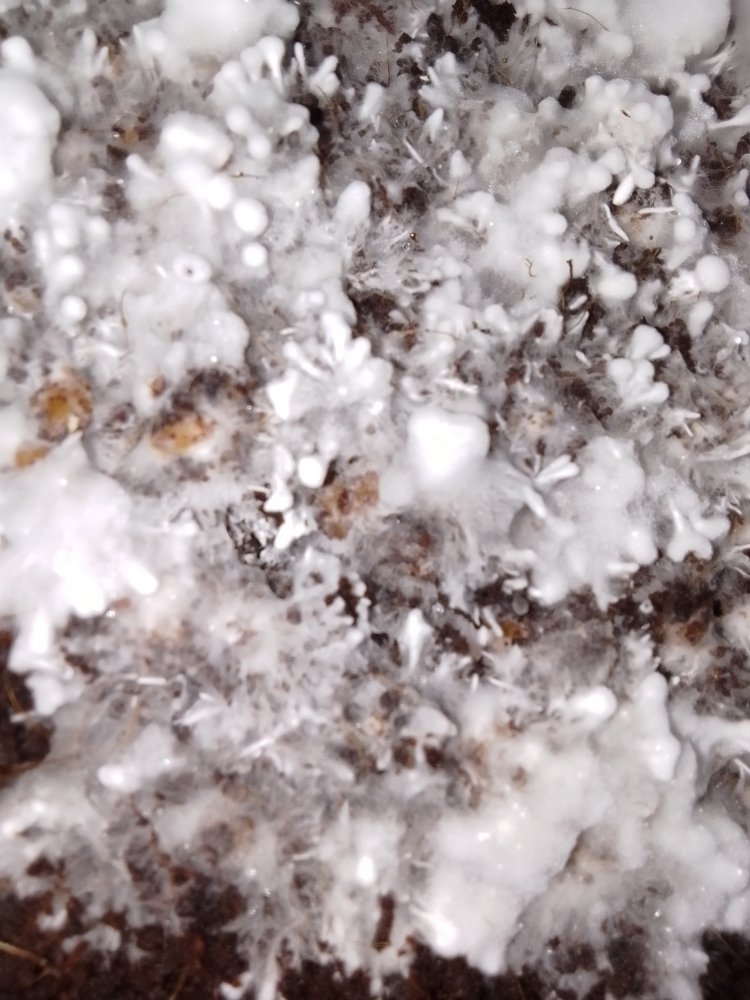 IMG_20241218_194749.jpg