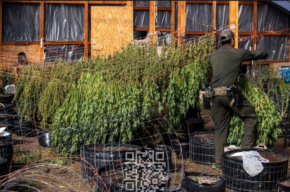 cannabis-dried-illegal-farm-california.jpg