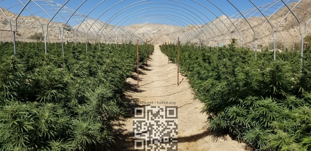 cannabis-farm.jpg
