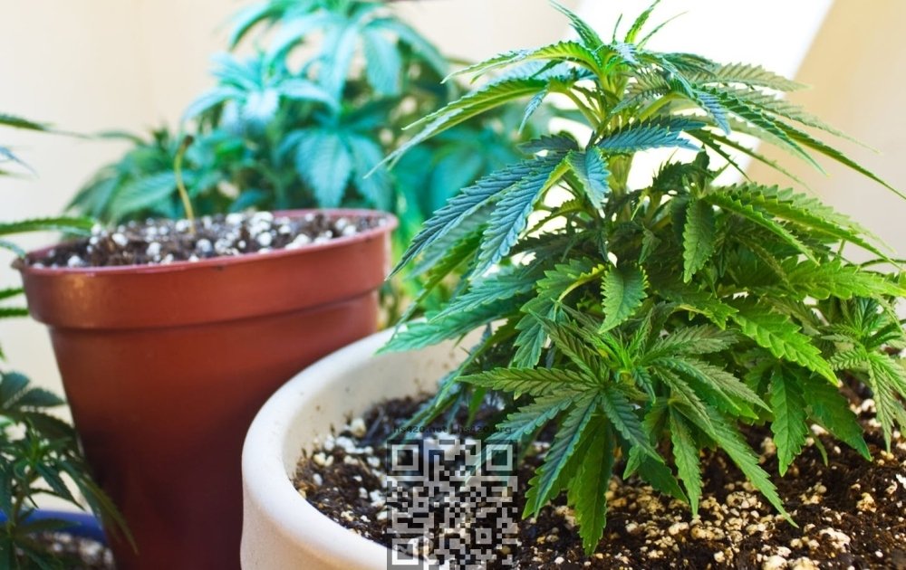 cannabis-grow-home.jpg