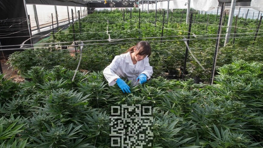 cannabis-grow-israel.jpg