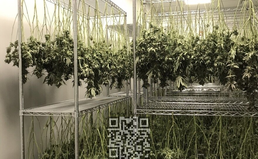 curaleaf-cannabis-dry.jpg