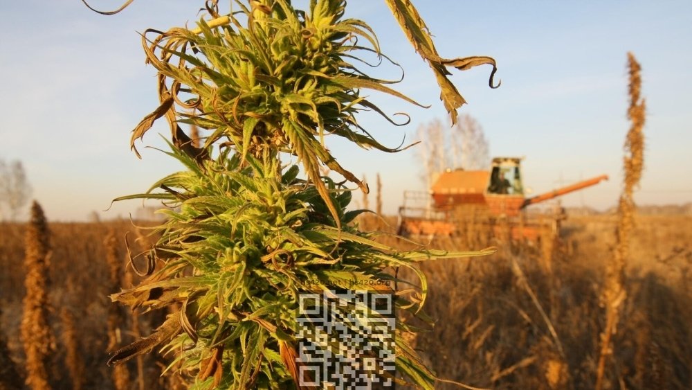 hemp-grow-russia.jpg