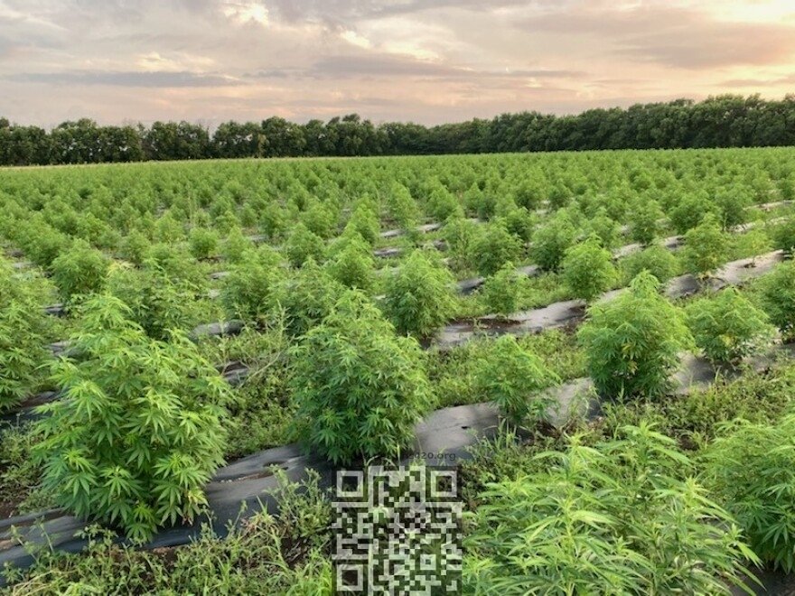 hemp-grow.jpg