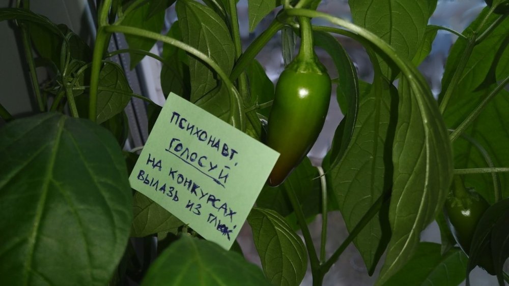jalapeno.thumb.jpg.9ffa420e14b7b45209bb49e6b9d300a2.jpg