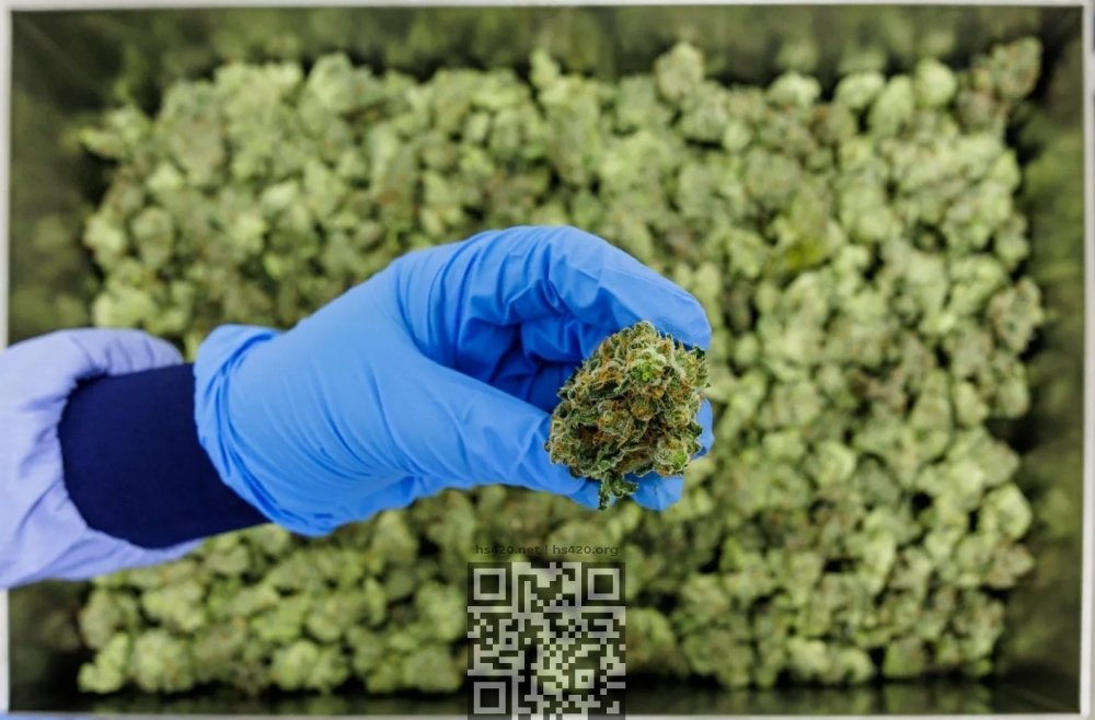 marijuana-production.jpg