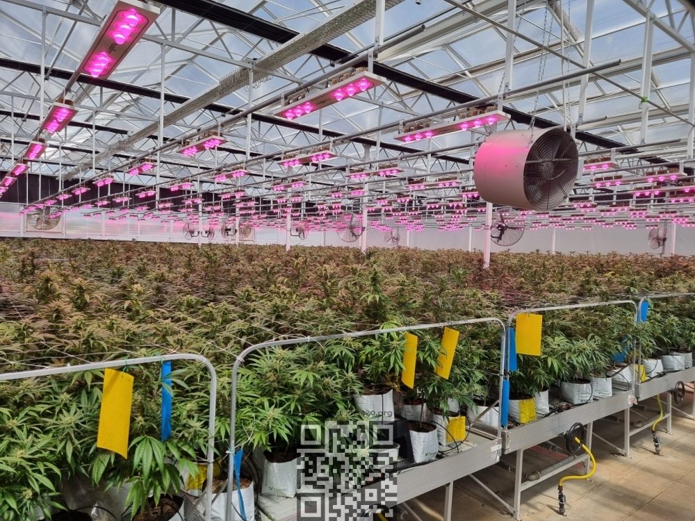 medical-cannabis-grow.jpeg