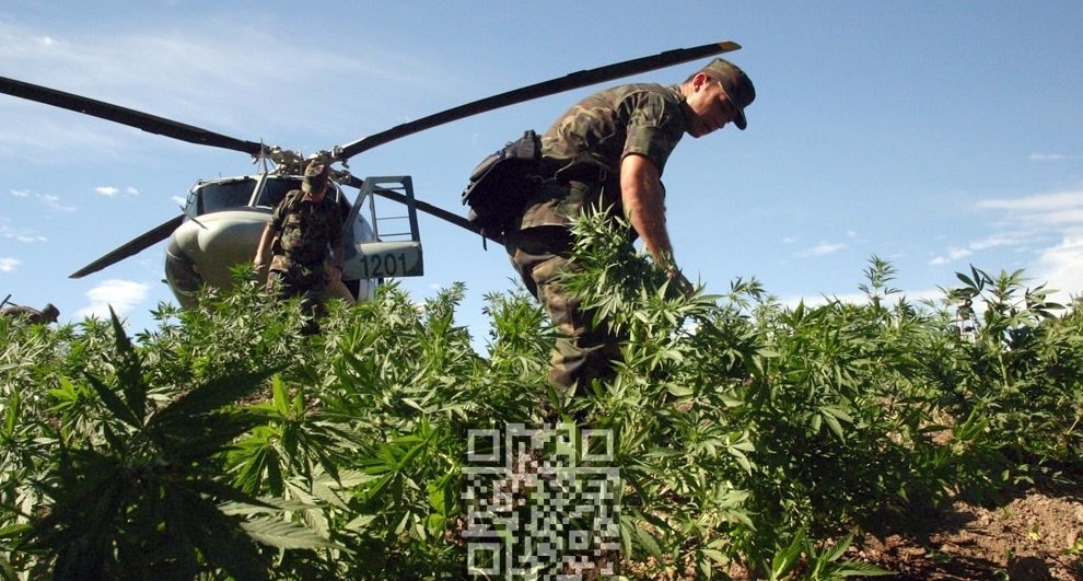 medicans-destroy-cannabis-grow.jpg