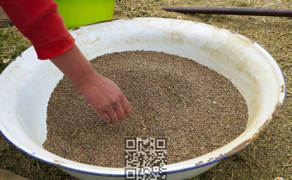moroccan-farmer-cannabis-seeds.jpg