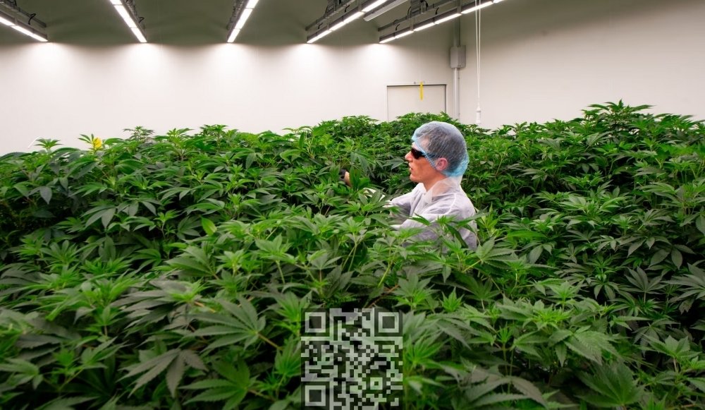 netherlands-cannabis-farm.jpg