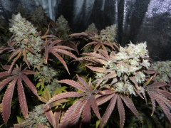 hs-420