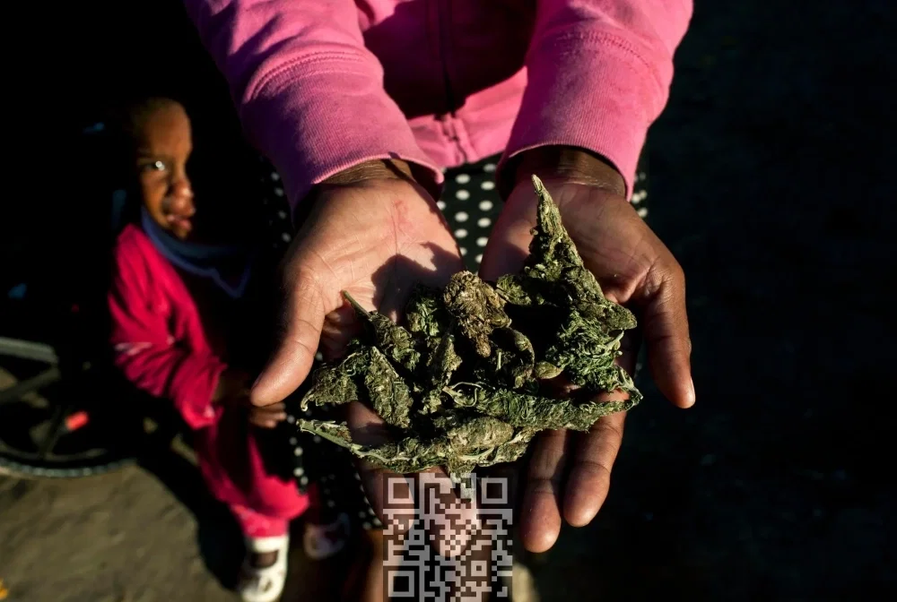 swazi-gold-marijuana.jpg