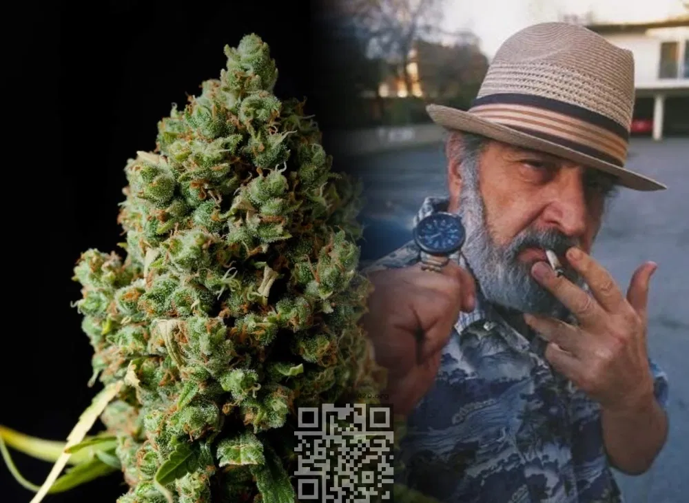 Jack-Herer5.thumb.webp.295dc373c230a041bb764b6053e262e6.webp