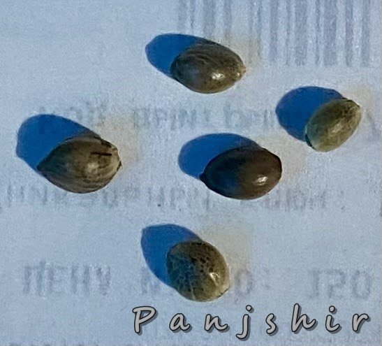 Panjshir_seeds_2025-01-21.jpg.03c194e49fe731b73cf9582bd25b4d0a.jpg