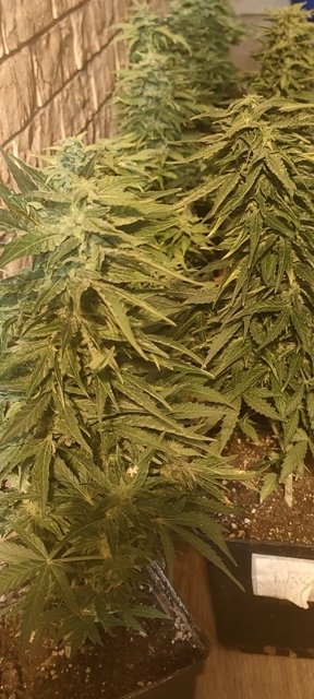 Screenshot_2025-01-17-01-08-54-78_99c04817c0de5652397fc8b56c3b3817.jpg.7a3af067cbd11f53d263aa16932b8f5e.jpg