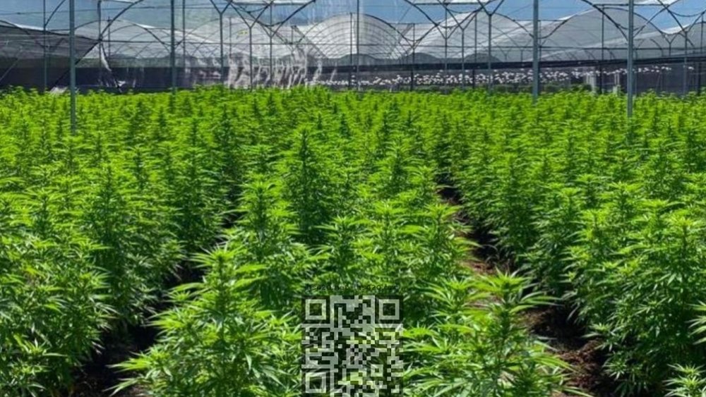 avicanna-cannabis-farm.jpeg