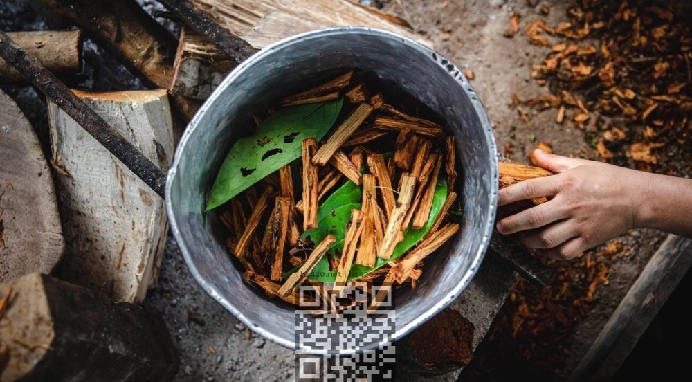 ayahuasca.jpg