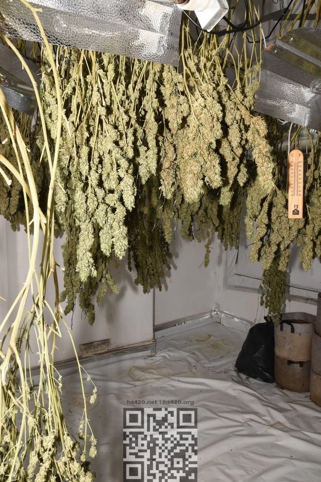 brislington-cannabis-farm.jpg