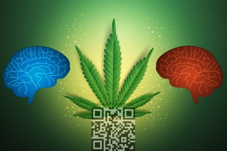 cannabis-brain.jpg