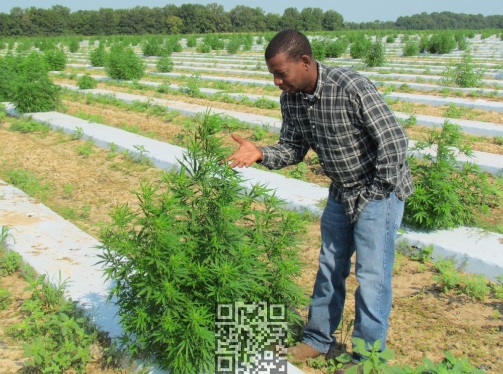 cannabis-farm-arkansas.jpg