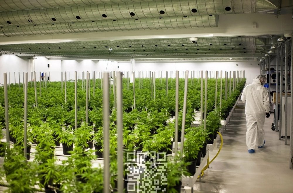 cannabis-grow-canada.jpg
