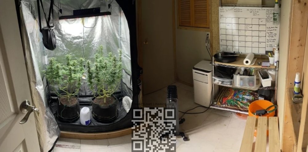cannabis-grow-home.jpg