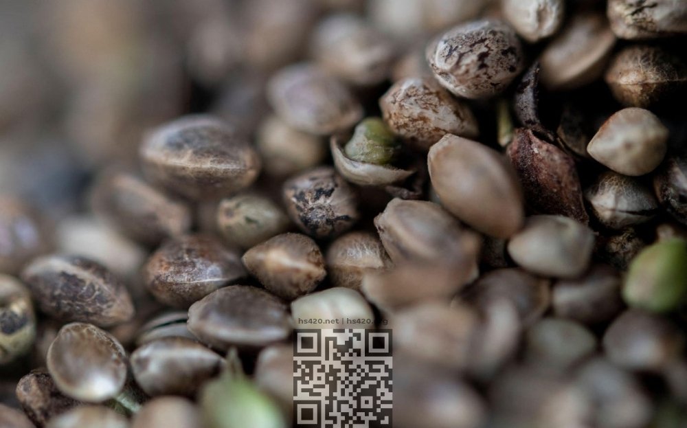 cannabis-seeds.jpg