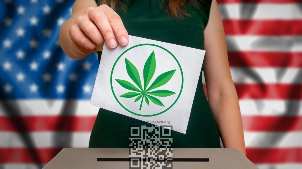 cannabis-voting.jpg