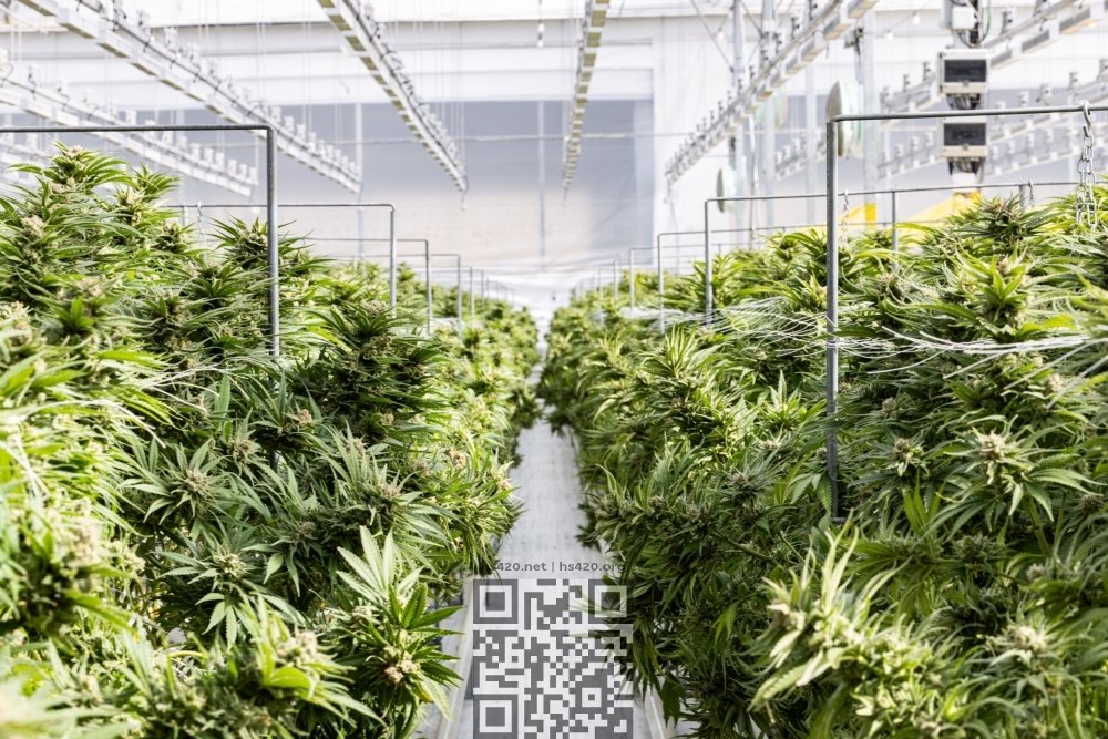 curaleaf-cannabis-farm.jpg