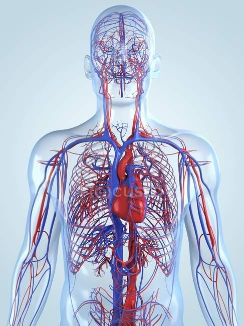 focused_160169226-stock-photo-cardiovascular-system-of-an-adult.jpg.4a6ea1642a0b8f1f6f26f929d50f1524.jpg