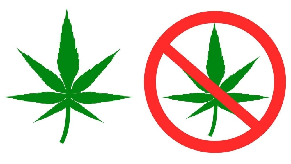 green-cannabis-leaves-medical-marijuana-no-drug-no-smoking-stop-marijuana-sign-isolated-on-white-bac-ymbol-icon-or-logo-isolated-flat-design-free-vector.thumb.jpeg.b1ab14900ff3e76d49903d8006d4a170.jpeg