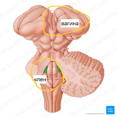 jA1AaNy3qrtbyDCRkEnA_Locus_coruleus_01.png.789bba309d2800c2f2ad08e8b4d7547d.png