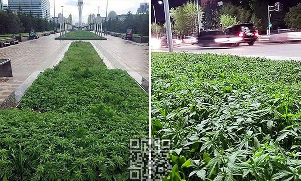 kazakhstan-cannabis-grow.jpg