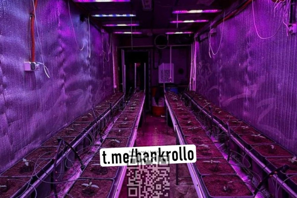krupskiy-cannabis-farm.jpg
